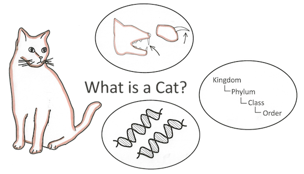 cat-analogy-20121004-170549